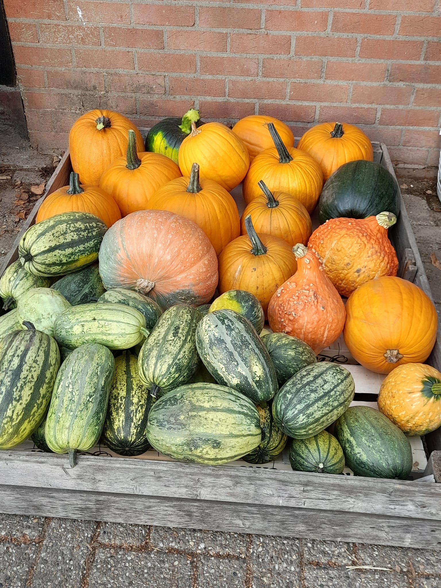 Ruime keuze in Pompoenen en Kalebassen bij Boerderijwinkel Lensink.